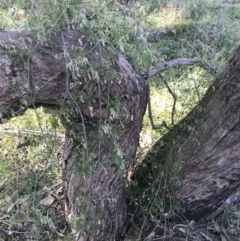 Clematis leptophylla at Holt, ACT - 9 Aug 2021 11:29 AM