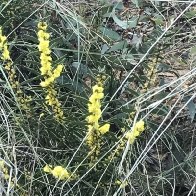 Acacia lanigera var. lanigera (Woolly Wattle, Hairy Wattle) at Black Mountain - 3 Aug 2021 by Tapirlord