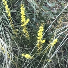 Acacia lanigera var. lanigera at Acton, ACT - 3 Aug 2021