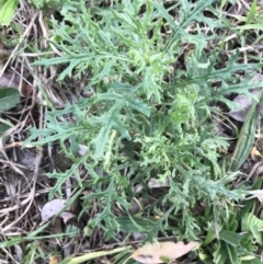 Senecio bathurstianus (Rough Fireweed) at Hughes, ACT - 3 Aug 2021 by Tapirlord