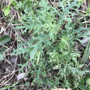 Senecio bathurstianus at Hughes, ACT - 3 Aug 2021