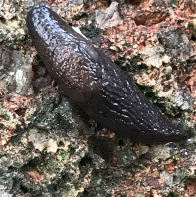 Deroceras laeve (Marsh Slug) at Red Hill to Yarralumla Creek - 3 Aug 2021 by Tapirlord