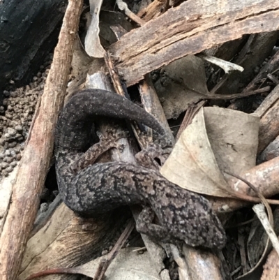 Christinus marmoratus (Southern Marbled Gecko) at Red Hill to Yarralumla Creek - 3 Aug 2021 by Tapirlord