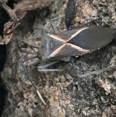 Mictis profana (Crusader Bug) at Hughes Garran Woodland - 3 Aug 2021 by Tapirlord