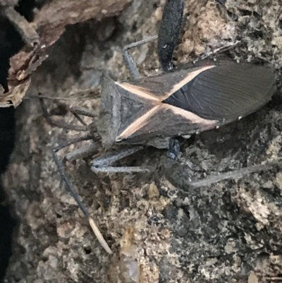 Mictis profana (Crusader Bug) at Hughes Garran Woodland - 3 Aug 2021 by Tapirlord