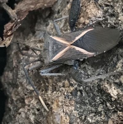 Mictis profana (Crusader Bug) at Red Hill to Yarralumla Creek - 3 Aug 2021 by Tapirlord