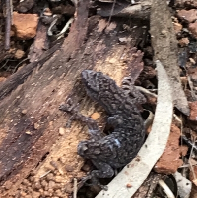Christinus marmoratus (Southern Marbled Gecko) at Hughes Garran Woodland - 3 Aug 2021 by Tapirlord