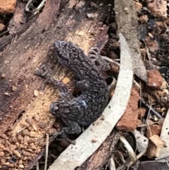 Christinus marmoratus at Hughes, ACT - 3 Aug 2021