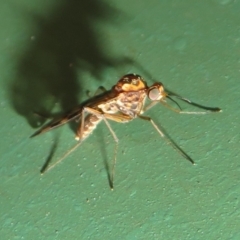 Sylvicola dubius (Wood-gnat) at Flynn, ACT - 8 Aug 2021 by Christine