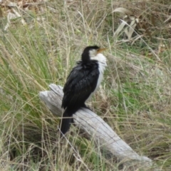 Microcarbo melanoleucos (Little Pied Cormorant) at Paddys River, ACT - 8 Aug 2021 by Christine