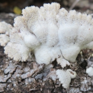 Schizophyllum commune at Acton, ACT - 26 Jul 2021 03:46 PM