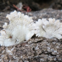 Schizophyllum commune at Acton, ACT - 26 Jul 2021 03:46 PM