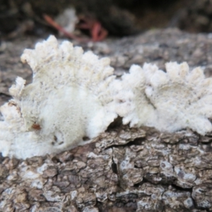 Schizophyllum commune at Acton, ACT - 26 Jul 2021