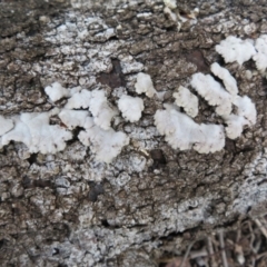 Schizophyllum commune at Acton, ACT - 26 Jul 2021