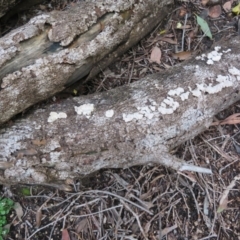 Schizophyllum commune at Acton, ACT - 26 Jul 2021 03:46 PM