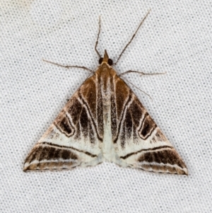 Phrataria replicataria at Paddys River, ACT - 12 Mar 2021