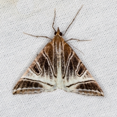 Phrataria replicataria (Pale Phrataria) at Paddys River, ACT - 12 Mar 2021 by Bron