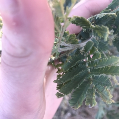 Acacia baileyana x Acacia dealbata (Cootamundra Wattle x Silver Wattle (Hybrid)) at Mulligans Flat - 5 Aug 2021 by Tapirlord