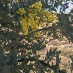 Acacia baileyana x Acacia dealbata at Forde, ACT - 5 Aug 2021 11:09 AM