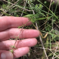 Asperula conferta (Common Woodruff) at Belconnen, ACT - 9 Aug 2021 by Dora