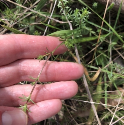 Asperula conferta (Common Woodruff) at Flea Bog Flat to Emu Creek Corridor - 9 Aug 2021 by Dora