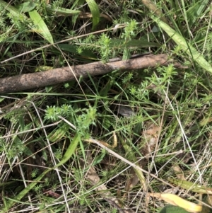 Asperula conferta at Belconnen, ACT - 9 Aug 2021 02:51 PM