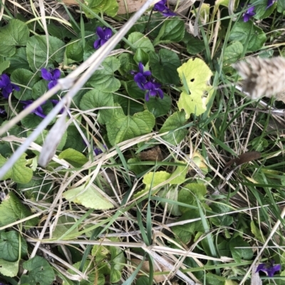 Viola odorata (Sweet Violet, Common Violet) at Flea Bog Flat to Emu Creek Corridor - 9 Aug 2021 by Dora