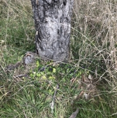 Viola odorata at Belconnen, ACT - 9 Aug 2021 02:50 PM