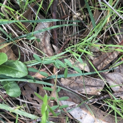 Vicia sp. (A Vetch) at Belconnen, ACT - 9 Aug 2021 by Dora