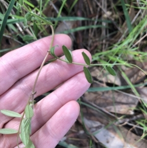 Vicia sp. at Belconnen, ACT - 9 Aug 2021
