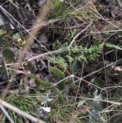 Cheilanthes sieberi (Rock Fern) at Flea Bog Flat to Emu Creek Corridor - 9 Aug 2021 by Dora