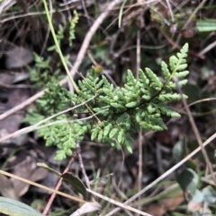 Cheilanthes sieberi at Belconnen, ACT - 9 Aug 2021