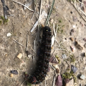 Apina callisto at Macquarie, ACT - 9 Aug 2021