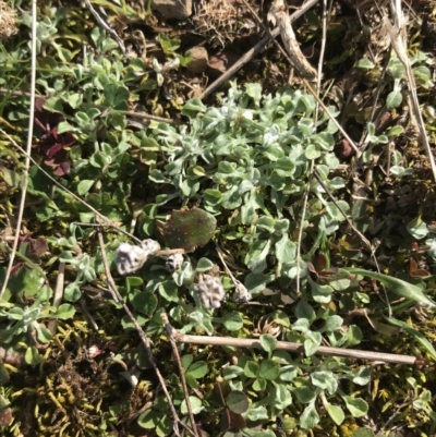 Stuartina muelleri (Spoon Cudweed) at Mulligans Flat - 5 Aug 2021 by Tapirlord