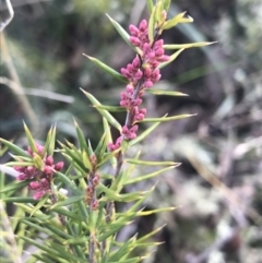 Lissanthe strigosa subsp. subulata (Peach Heath) at Forde, ACT - 5 Aug 2021 by Tapirlord