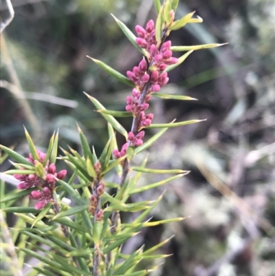 Lissanthe strigosa subsp. subulata (Peach Heath) at Mulligans Flat - 5 Aug 2021 by Tapirlord