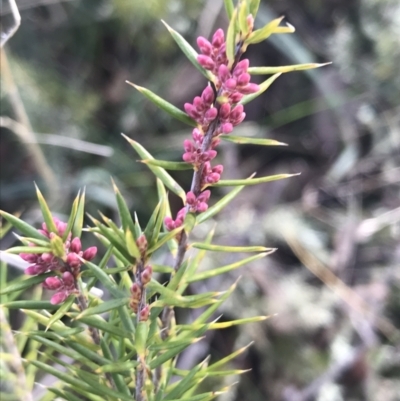 Lissanthe strigosa subsp. subulata (Peach Heath) at Forde, ACT - 5 Aug 2021 by Tapirlord