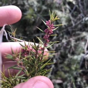 Lissanthe strigosa subsp. subulata at Forde, ACT - 5 Aug 2021