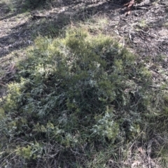 Lissanthe strigosa subsp. subulata at Forde, ACT - 5 Aug 2021