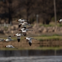 Recurvirostra novaehollandiae (Red-necked Avocet) at Fyshwick Sewerage Treatment Plant - 9 Aug 2021 by rawshorty