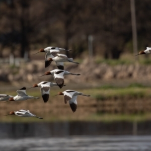 Recurvirostra novaehollandiae at Fyshwick, ACT - 9 Aug 2021