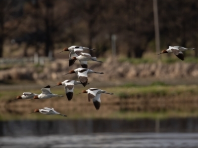 Recurvirostra novaehollandiae (Red-necked Avocet) at Fyshwick, ACT - 9 Aug 2021 by rawshorty