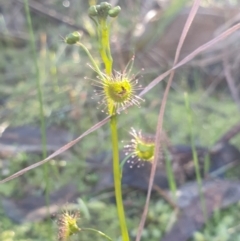 Drosera auriculata (Tall Sundew) at Albury - 8 Aug 2021 by ClaireSee