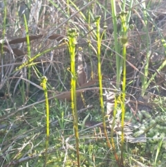 Drosera auriculata at Albury, NSW - 8 Aug 2021 10:53 AM