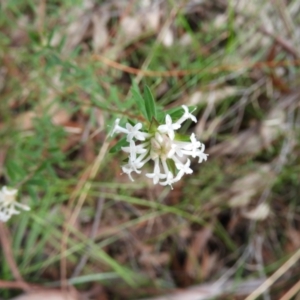 Pimelea linifolia at Bundanoon, NSW - 19 Jul 2021