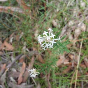 Pimelea linifolia at Bundanoon, NSW - 19 Jul 2021 03:13 PM