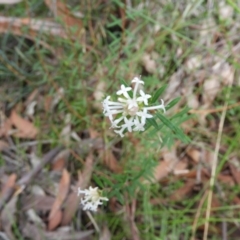 Pimelea linifolia at Bundanoon, NSW - 19 Jul 2021