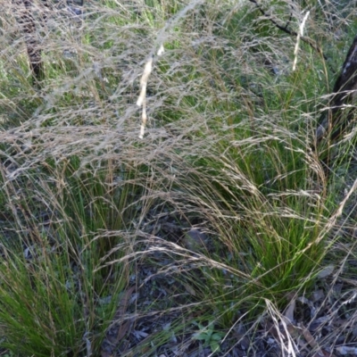 Cyathochaeta diandra (Sheath Rush) at Wingecarribee Local Government Area - 21 Jul 2021 by MatthewFrawley