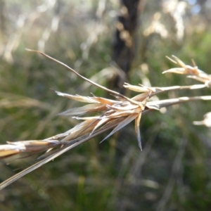 Cyathochaeta diandra at Bundanoon, NSW - 21 Jul 2021 12:29 PM