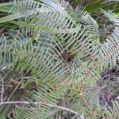 Gleichenia dicarpa (Wiry Coral Fern) at Bundanoon, NSW - 21 Jul 2021 by MatthewFrawley